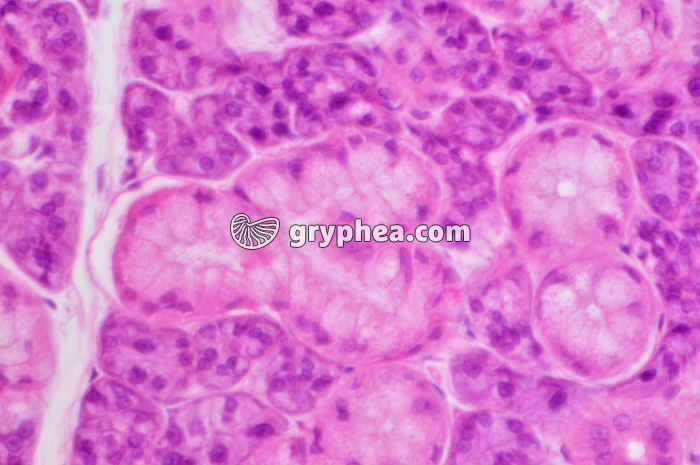 Glande salivaire x160 - gryphea.org